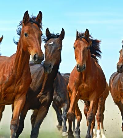 Tarifs pensions pour chevaux Roquebrune-sur-Argens